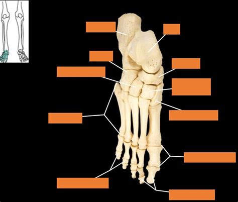 Bones Of The Foot Superior View Right Side Diagram Quizlet