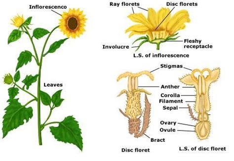 The male parts of the flower are called the stamens and are made up of the anther at the top and the stalk or filament that supports the anther. SCIENCE YEAR 3 (PLANTS): Part of Sunflower