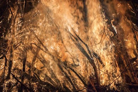 Close View Of A Big Forest Fire Stock Photo Image Of Natural Bush