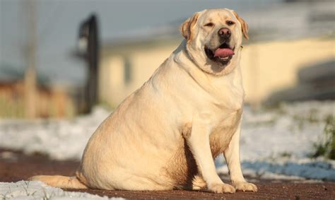 Why Your Labrador Is Overweight Explained By University Of Cambridge