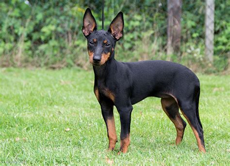 English Toy Terrier Dog Breeds Facts Advice And Pictures Mypetzilla Uk
