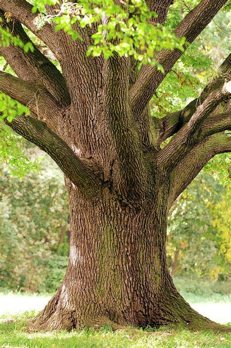 Trunk Close Up Of Old Oak Tree In Late By Sieboldianus Old Oak Tree