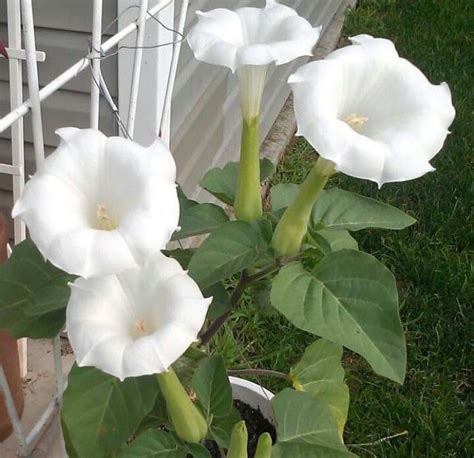 Moonflower Found Some Growing In The Alley Space Behind My Fence I