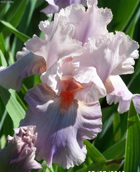 TB Iris Germanica Illa Jean