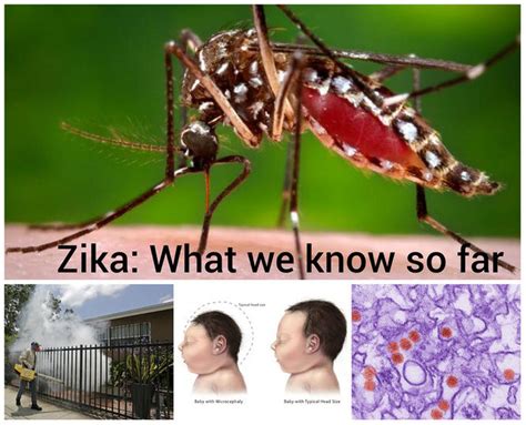 Sex And Zika What Scientists Know And What They Dont About The Virus