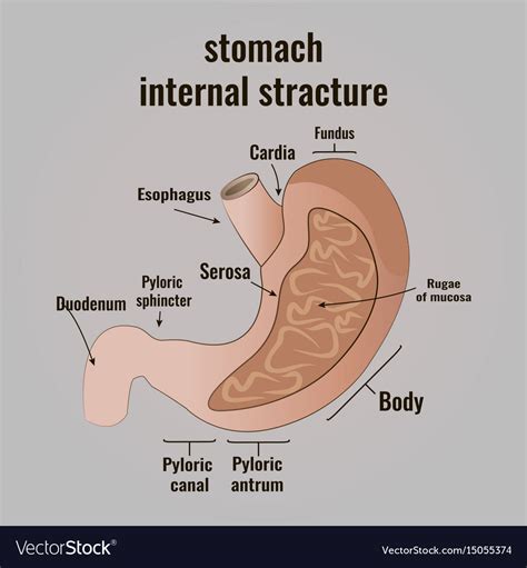The Anatomy Of The Human Stomach Royalty Free Vector Image