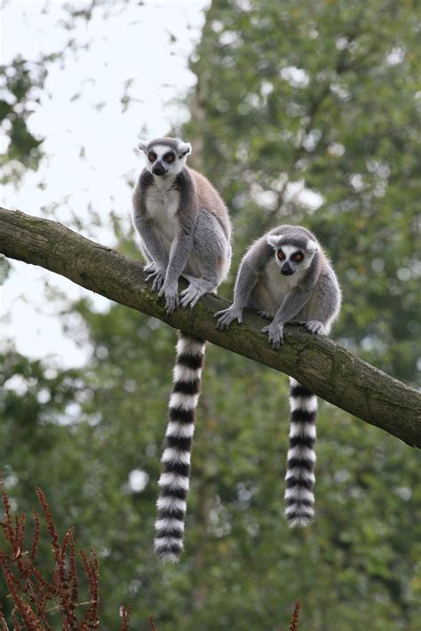 Ring Tailed Lemur Primate Britannica