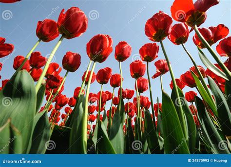 Red Tulips Under Blue Sky Stock Image Image Of Colors 24370993