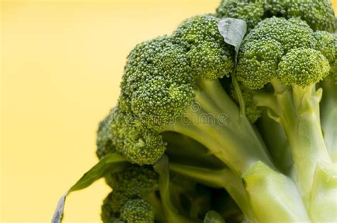Broccoli Single Pieces Isolated On Yellow Background Stock Image