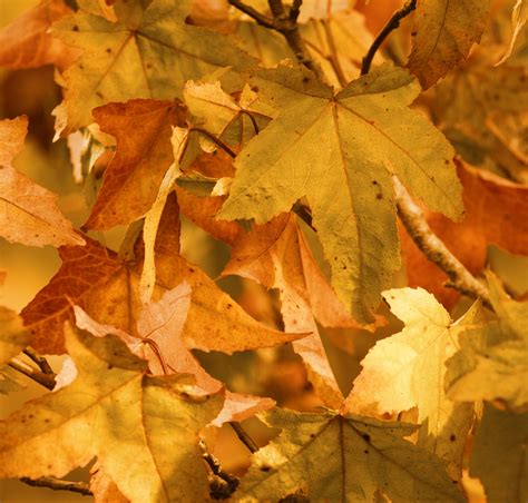 Dry Autumn Leaves Free Stock Photo Public Domain Pictures