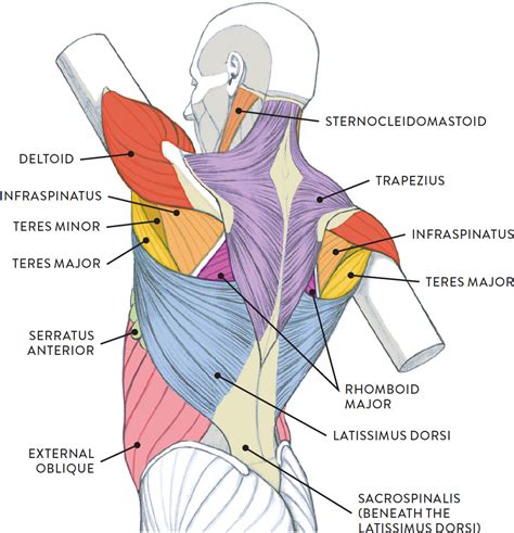 Muscles Of Torso Diagram Abs 4ever Fitness The Organs Muscles