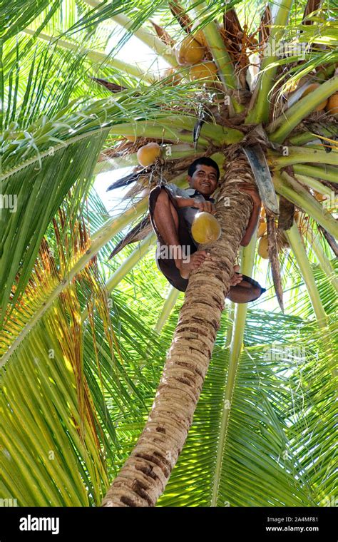 Man Climbing In Coconut Palm Stock Photo Alamy