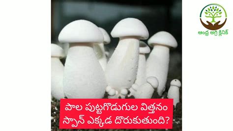Mushroom Cultivation Telugumushroom Spawn Youtube