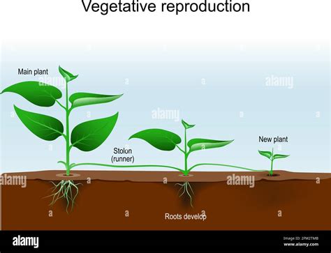 Vegetative Reproduction Plant Propagation Or Vegetative Multiplication