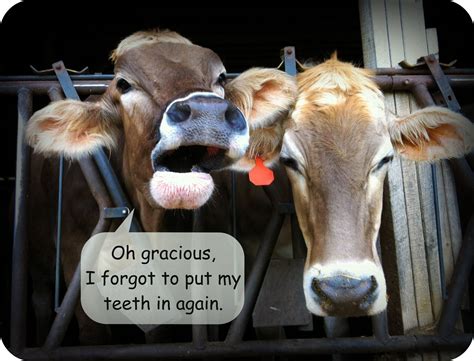 Caption Contest Cows Funny Cow Quotes Cute Cows