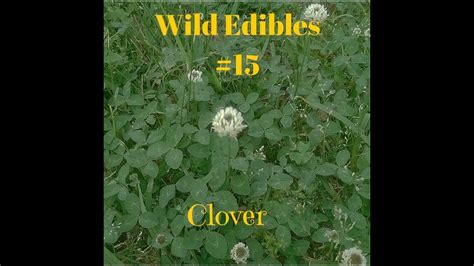 Wild Edibles 15 Clover Trifolium Repens In 2020 Wild Edibles