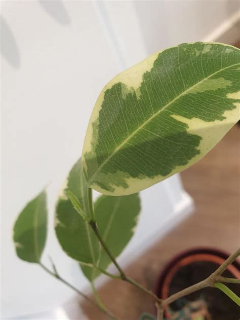 How To Revive The Dying Benjamina Ficus In The Houseplants Forum Garden Org