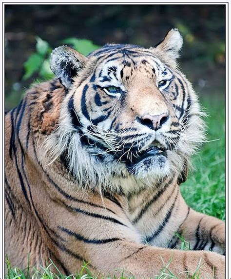 Sint Tico Foto Tigre De Sumatra En Peligro De Extinci N Cena Hermosa