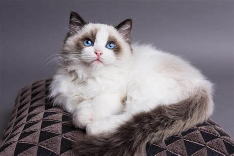 The Largest Domestic Cat Breeds In The World Pets Nurturing