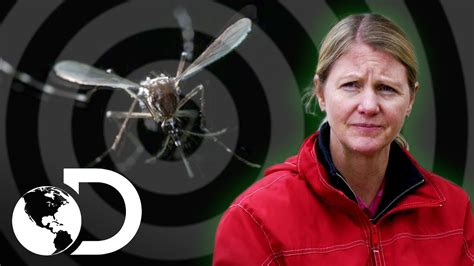 la batalla contra los mosquitos mosquito discovery latinoamérica youtube
