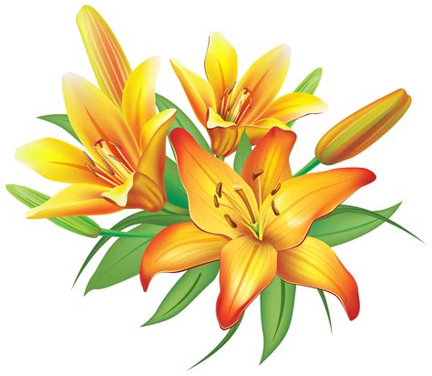 Yellow Lilies Flowers Decoration Png Clipart Image Mango Flower Lily