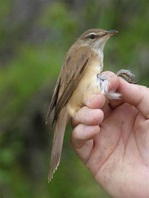 Lamsdell Bird Ringing And Wildlife Blog Agia Varvara And Birding At