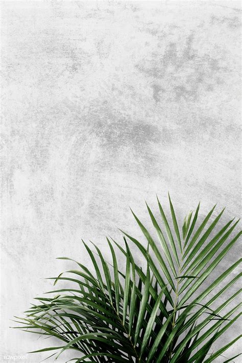 Download Premium Psd Of Areca Palm On Gray Background 555994 Leaves Wallpaper Iphone Grey