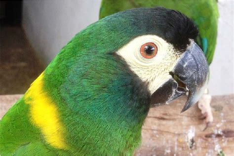 Exotic Parrots Images And Description Exotic Birds