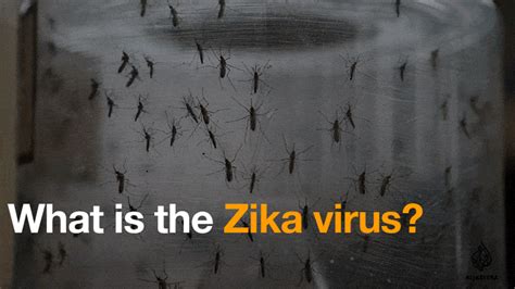 What Is The Zika Virus Health News Al Jazeera