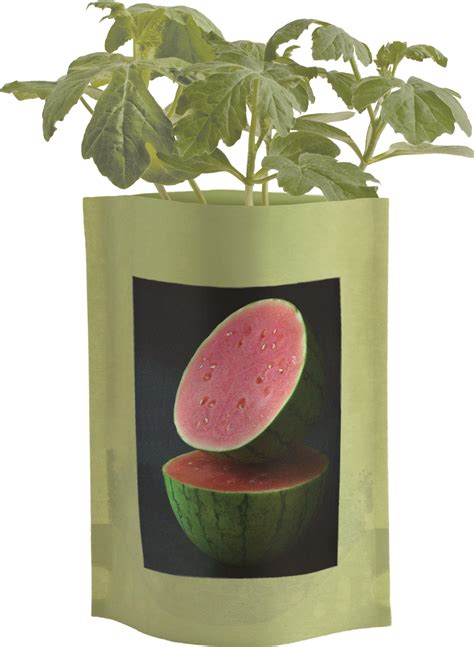 A cut melon, if covered with plastic wrap or aluminum foil, will keep several days in the refrigerator. Seed Starts Watermelon | Seed starting, Seedlings indoors ...