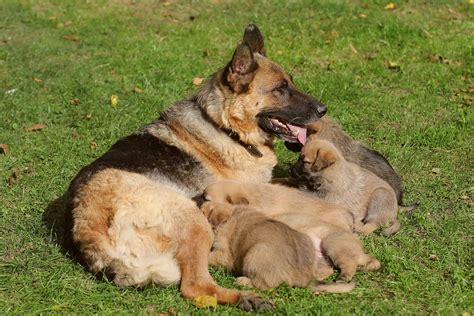 German Shepherd Pregnancy Length Stages Signs And Care Tips