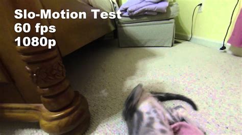 Slo Motion Cat Youtube
