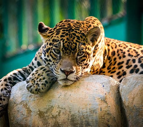 Leopard Animal Cat Spot Hd Wallpaper Peakpx