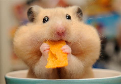 Cute Hamster Wallpaper Images