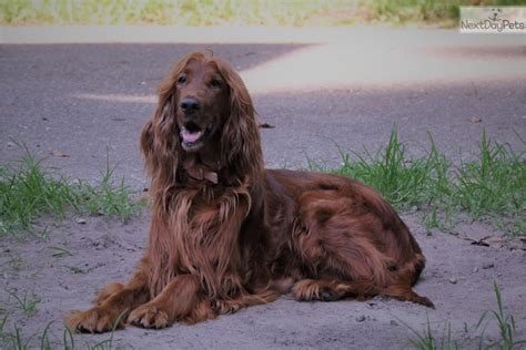 Linking to all dog breeds instead. Lavender: Irish Setter puppy for sale near Wilmington, North Carolina. | 5a7a7e53-a021