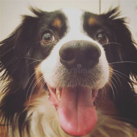 Smiling Australian Shepherd Stock Image Image Of Happy Australian