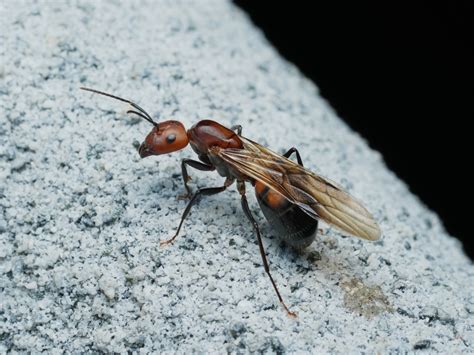 Camponotus Nicobarensis Antariums