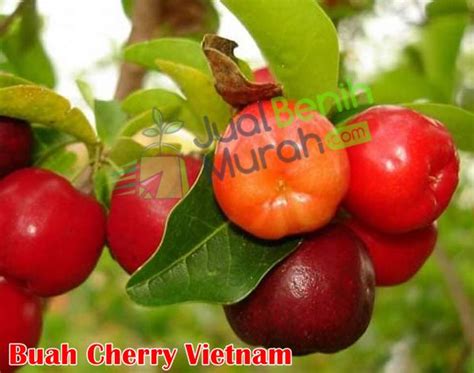Bibit Cherry Vietnam 70cm JualBenihMurah Com