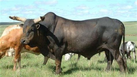 Black Brahman Cattle Bull Buffalo Bulls