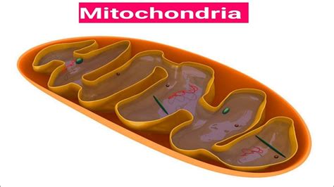 Energy Production In Mitochondria 3d Animation Mitochondria Structure