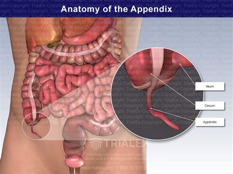 Anatomy Of The Appendix Trial Exhibits Inc