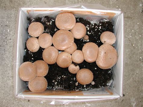 Crimini Or Baby Bella Mushroom Growing Kit Garden And Outdoor