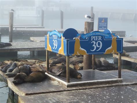 Sea Lions at Pier 39 | Sea lion, Pier 39, Pier