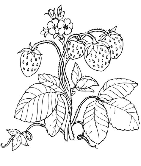 Strawberry Plant Coloring Page Download Print Or Color Online For Free
