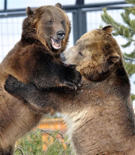 Grizzlies Wrestling Brown Bear Grizzly Bear Grizzly