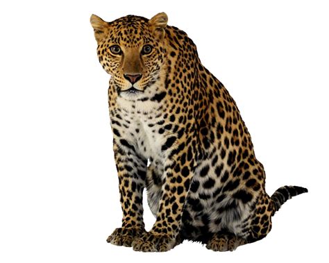 Images of a Cheetah - Leopard/Cheetah Free Png Image | Animals, Leopard watercolor, Png