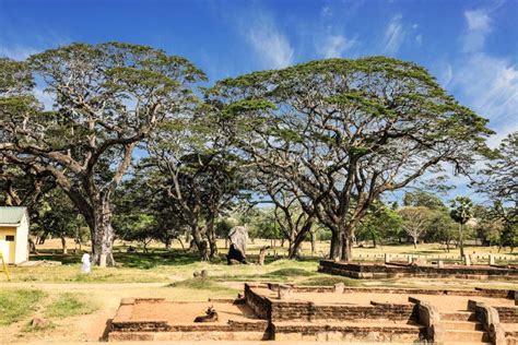 Sri Lanka Anuradhapura Many Trees Stock Photo Image Of Linden Lanka