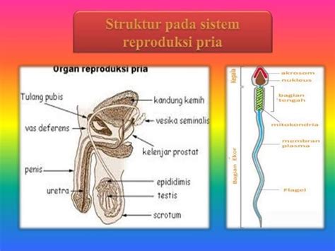 Sistem Reproduksi Manusia