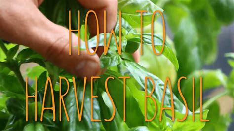 How To Harvest Basil Youtube