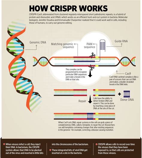 Crispr Cas9 Gene Editing Tool Introduction Principles Uses